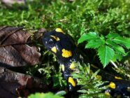 Black and yellow spotted salamander partially hidden among green moss and leaves on forest floor