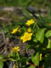Small yellow flowers with green leaves growing near soil and blurred vegetation background.