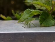 Green shield bug walking on a gray surface with green leaves in the background