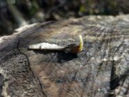 Close-up of a samara seed with a small sprout on a textured tree stump surface.