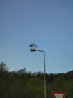 Bird perched on streetlight above trees under clear blue sky with partial triangular traffic sign.
