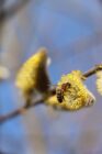 Bee collecting nectar from yellow flower on tree branch with blue sky background