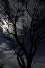 Silhouette of a bare tree against a cloudy night sky with the moon partially visible.
