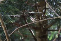 Small crested bird perched on a thin tree branch among green foliage.