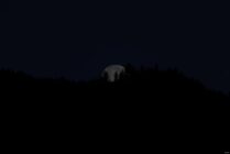 Full moon rising behind the silhouette of a forested hill at night.