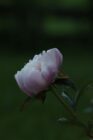 Partially bloomed pale pink flower with green leaves against a dark green blurred background