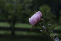 Light pink flower bud on a stem with green leaves against a blurred outdoor background