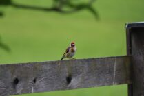 Small bird with red face and yellow wings perched on weathered wooden fence.