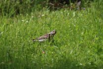 Brown and white bird with streaked chest standing on grassy ground with small flowers.