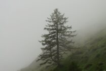 Evergreen tree on a foggy grass-covered hillside with limited visibility.