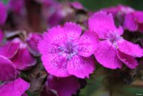 Bright pink flowers with speckled petals surrounded by green leaves and some brown, withered areas.