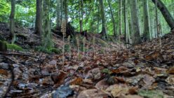 Forest floor with fallen leaves, small twigs, beige plants, tall trees, and green foliage.