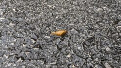 Small brown snail with conical shell on a wet, textured asphalt surface.