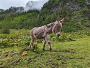 Donkey with shaggy fur walking on grassy ground in mountainous area with green vegetation and mist.