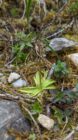 Small carnivorous plant with green leaves and a tall stalk bearing a purple bud on mossy ground.