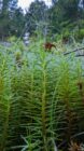 Close-up of green needle-like plants with water droplets in a forest environment.