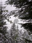 Snow-covered evergreen trees in the foreground and a lone tree in a snowy field in the background.