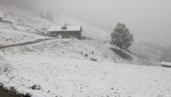 Snowfall over a hillside with a wooden house, fenced areas, a large tree, and grazing cows.