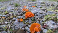 Bright orange cup fungi grow among rocks and green moss on a gravel surface.