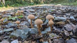 Small brown mushrooms growing among rocks, wood chips, and soil on a forest ground.