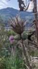 Thistle plant with dry spines and a small purple flower against a blurred mountain background.