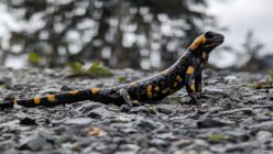 Black salamander with orange spots on rocky ground with blurred trees in background