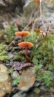 Two small orange mushrooms with gilled caps growing among green moss and rocks on forest floor