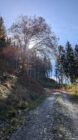 Gravel path winding upward through forest with mixed trees and sun visible behind branches.