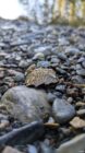 Wet brown leaf with water droplets lying on smooth gray and brown stones outdoors.