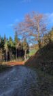 Gravel path curves around hillside with autumn tree beside dense evergreen forest under blue sky.