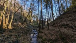 Narrow stream flowing through a forest with tall trees and fallen leaves under a blue sky
