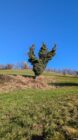 Leafless tree covered in dense green ivy standing in grassy field with hill and trees behind.