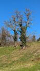 Two leafless trees with ivy on a grassy hillside under a clear blue sky.
