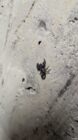 Small black scorpion on a rough, light-colored concrete surface with visible holes.