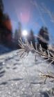 Snow-covered pine branch with frost crystals against bright sun and snowy forest background